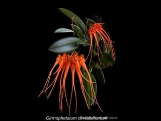 Cirrhophetalum cinnabarianum 