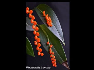 Pleurothallis truncata 