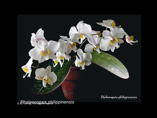 Phalaenopsis philippinensis 