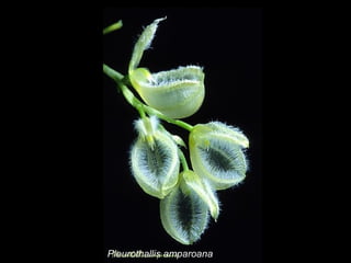 Pleurothallis amparoana 