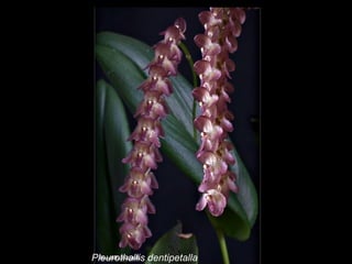 Pleurothallis dentipetalla 