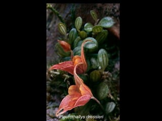 Pleurothallys dressleri 