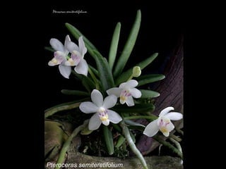 Pteroceras semiteretifolium 