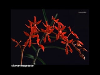 Renanthera bella 