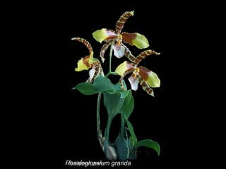 Rossioglossium granda 