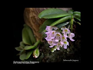 Schoenorchis fragrans 