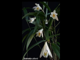 Sobralia allenii 