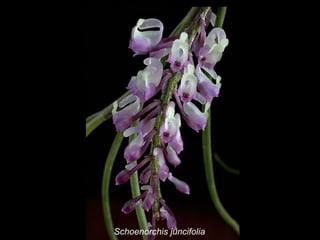 Schoenorchis juncifolia 