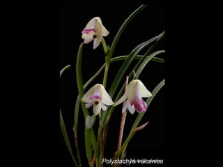 Polystachya vulcanica 