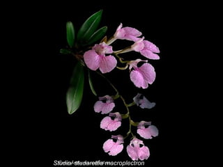 Studio/ studarettia macroplectron 