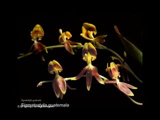 Sigmatostylis guatemala 