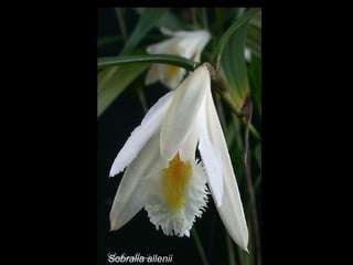 Sobralia allenii 