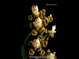 Solinidiopsis tigriodes 