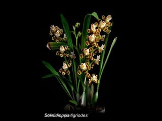 Solinidiopsis tigriodes 