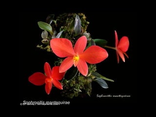 Sophronitis mantequirae 