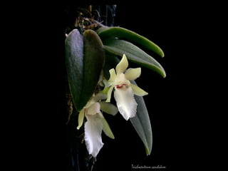 Trichocentrum candidum 