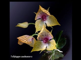 Telipogon caulescens 