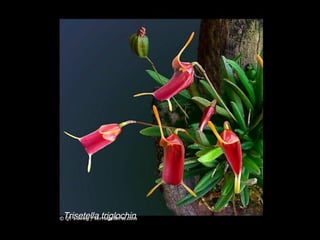 Trisetella triglochin 