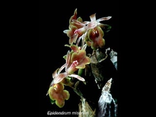 Epidendrum miserum 