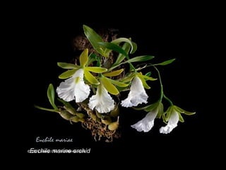 Euchile marine orchid 
