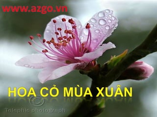 www.azgo.vn Hoacỏmùaxuân 
