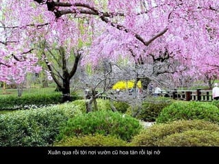 Xuân qua rồi tới nơi vườn cũ hoa tàn rồi lại nở   