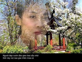 Người đẹp vườn đào gieo bao sầu nhớ  Giờ này nơi nao giai nhân mùa cũ  