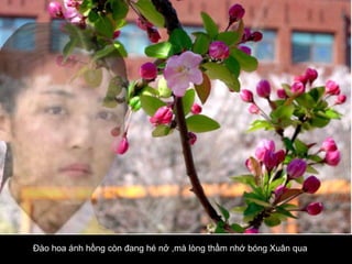 Đào hoa ánh hồng còn đang hé nở ,mà lòng thầm nhớ bóng Xuân qua   