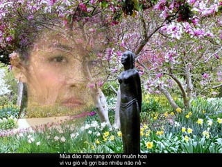 Mùa đào nào rạng rỡ với muôn hoa  vi vu gió về gợi bao nhiêu não nề ~   
