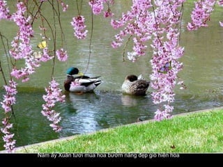 Năm ấy Xuân tươi mùa hoa bướm nắng đẹp gió hiền hòa   