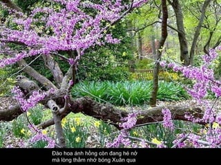 Đào hoa ánh hồng còn đang hé nở  mà lòng thầm nhớ bóng Xuân qua  