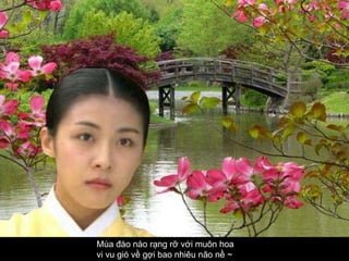 Mùa đào nào rạng rỡ với muôn hoa  vi vu gió về gợi bao nhiêu não nề ~   