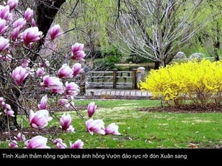 Tình Xuân thắm nồng ngàn hoa ánh hồng   Vườn đào rực rỡ đón Xuân sang   