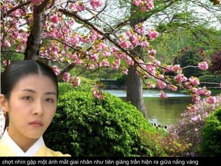 chợt nhìn gặp một ánh mắt giai nhân   như tiên giáng trần hiện ra giữa nắng vàng   