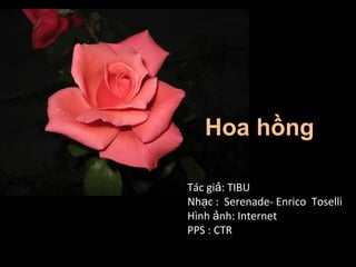 Hoa hồng

Tác giả: TIBU
Nhạc : Serenade- Enrico Toselli
Hình ảnh: Internet
PPS : CTR
 