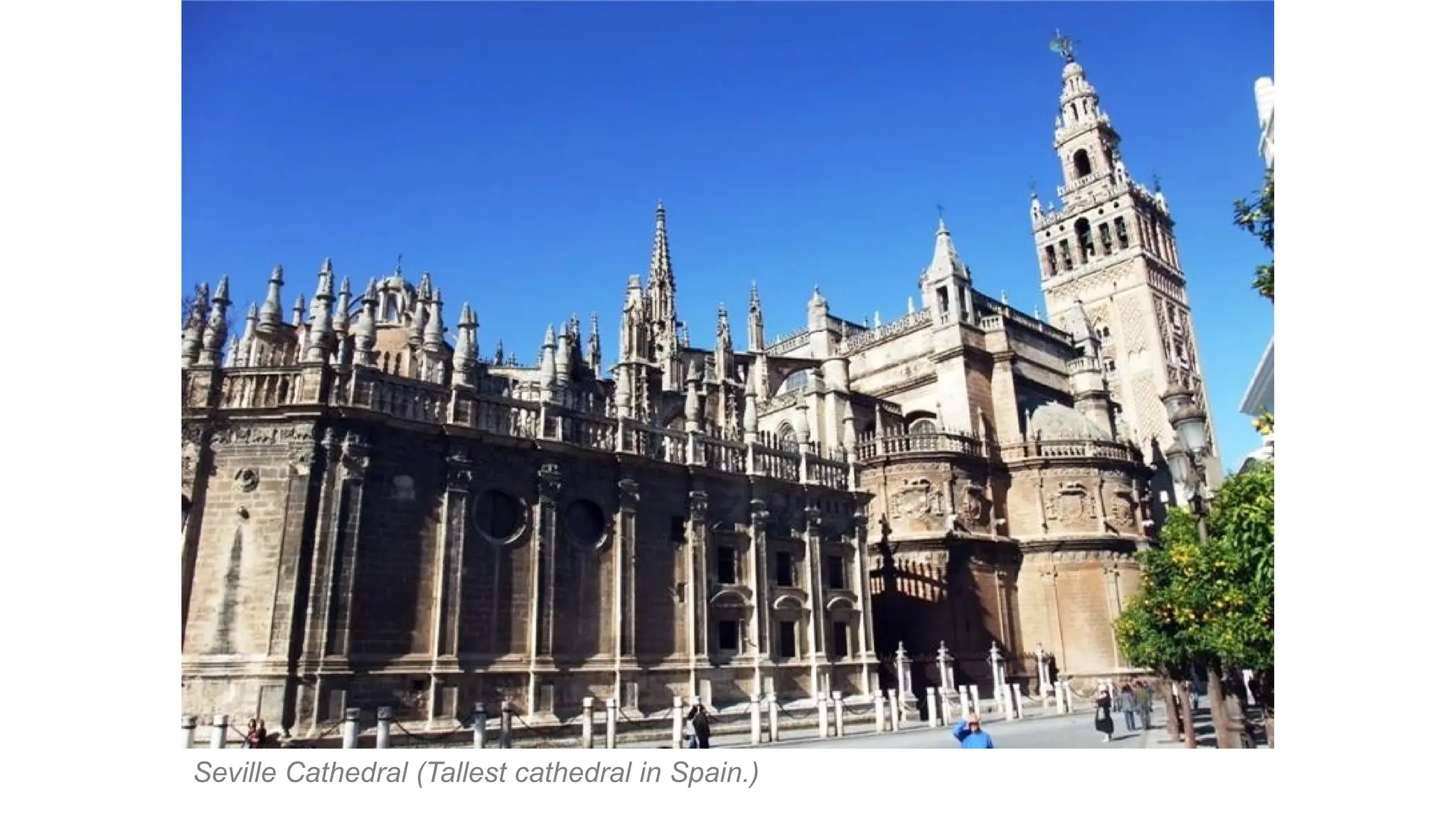 Seville Cathedral (Tallest cathedral in Spain.)
 