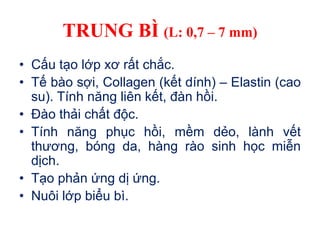 TRUNG BÌ (L: 0,7 – 7 mm)
• Cấu tạo lớp xơ rất chắc.
• Tế bào sợi, Collagen (kết dính) – Elastin (cao
su). Tính năng liên kết, đàn hồi.
• Đào thải chất độc.
• Tính năng phục hồi, mềm dẻo, lành vết
thương, bóng da, hàng rào sinh học miễn
dịch.
• Tạo phản ứng dị ứng.
• Nuôi lớp biểu bì.
 