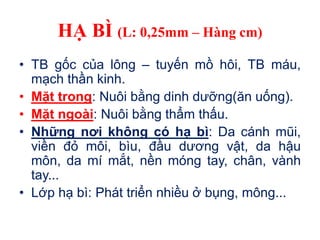 HẠ BÌ (L: 0,25mm – Hàng cm)
• TB gốc của lông – tuyến mồ hôi, TB máu,
mạch thần kinh.
• Mặt trong: Nuôi bằng dinh dưỡng(ăn uống).
• Mặt ngoài: Nuôi bằng thẩm thấu.
• Những nơi không có hạ bì: Da cánh mũi,
viền đỏ môi, bìu, đầu dương vật, da hậu
môn, da mí mắt, nền móng tay, chân, vành
tay...
• Lớp hạ bì: Phát triển nhiều ở bụng, mông...
 