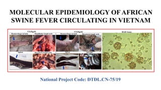Molecular Epidemiology and Genetic Variants of African Swine Fever ...