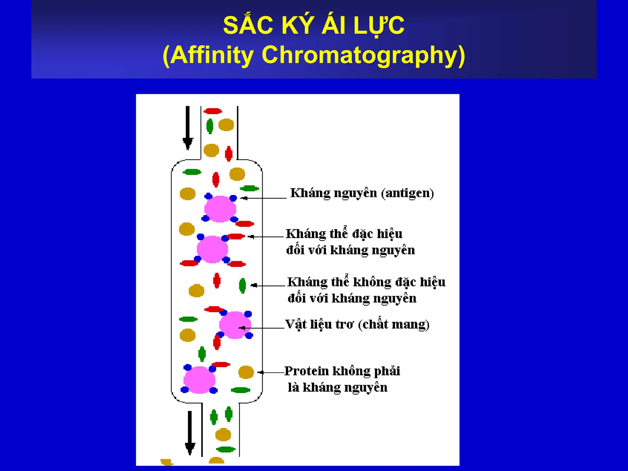 SẮC KÝ ÁI LỰC
(Affinity Chromatography)
 
