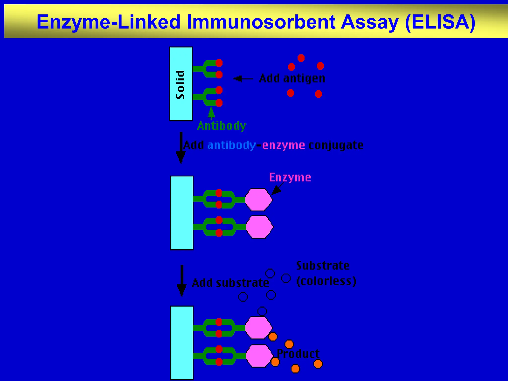 Enzyme-Linked Immunosorbent Assay (ELISA)
 