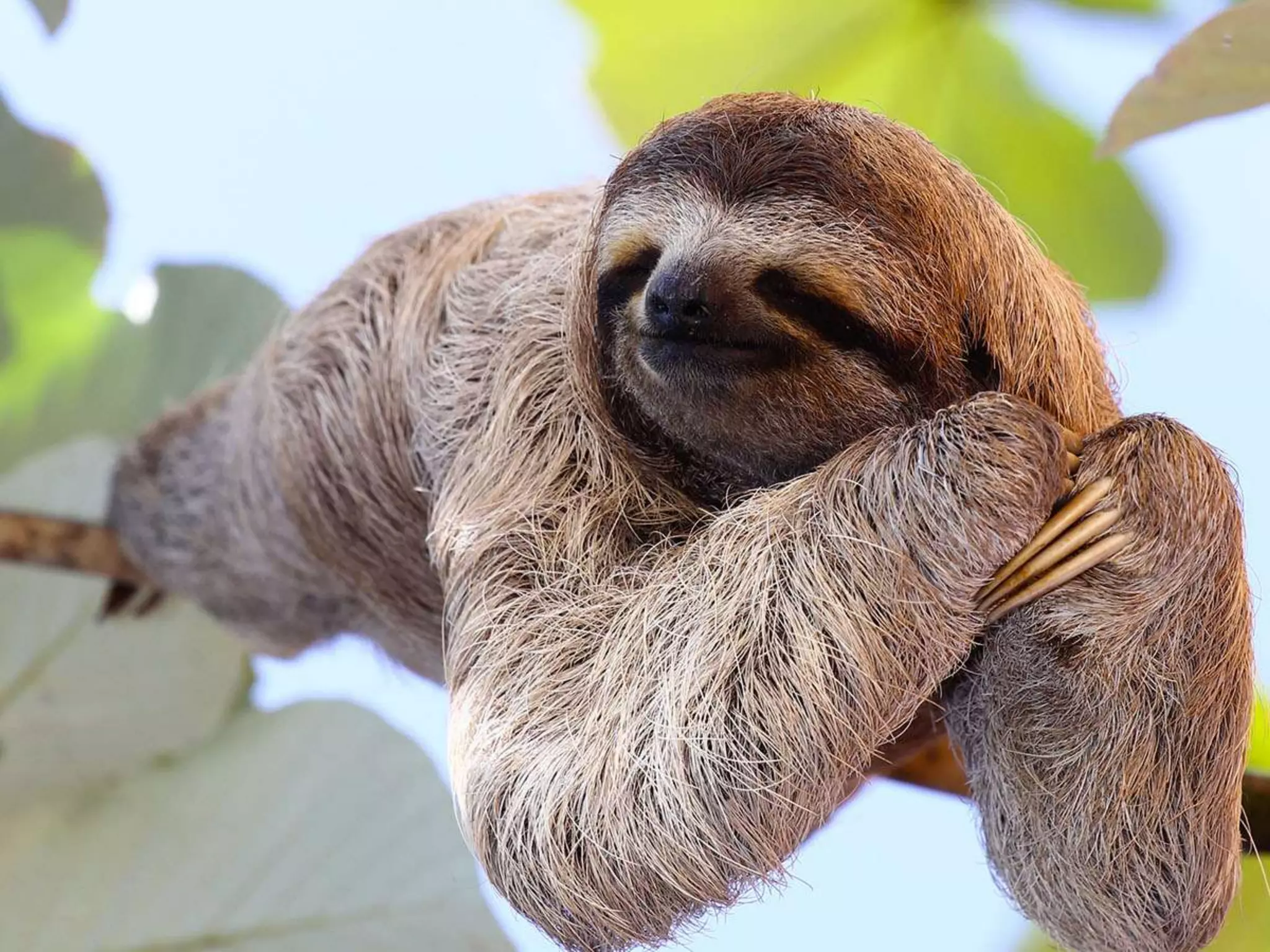 Constructing and revising a web development textbook