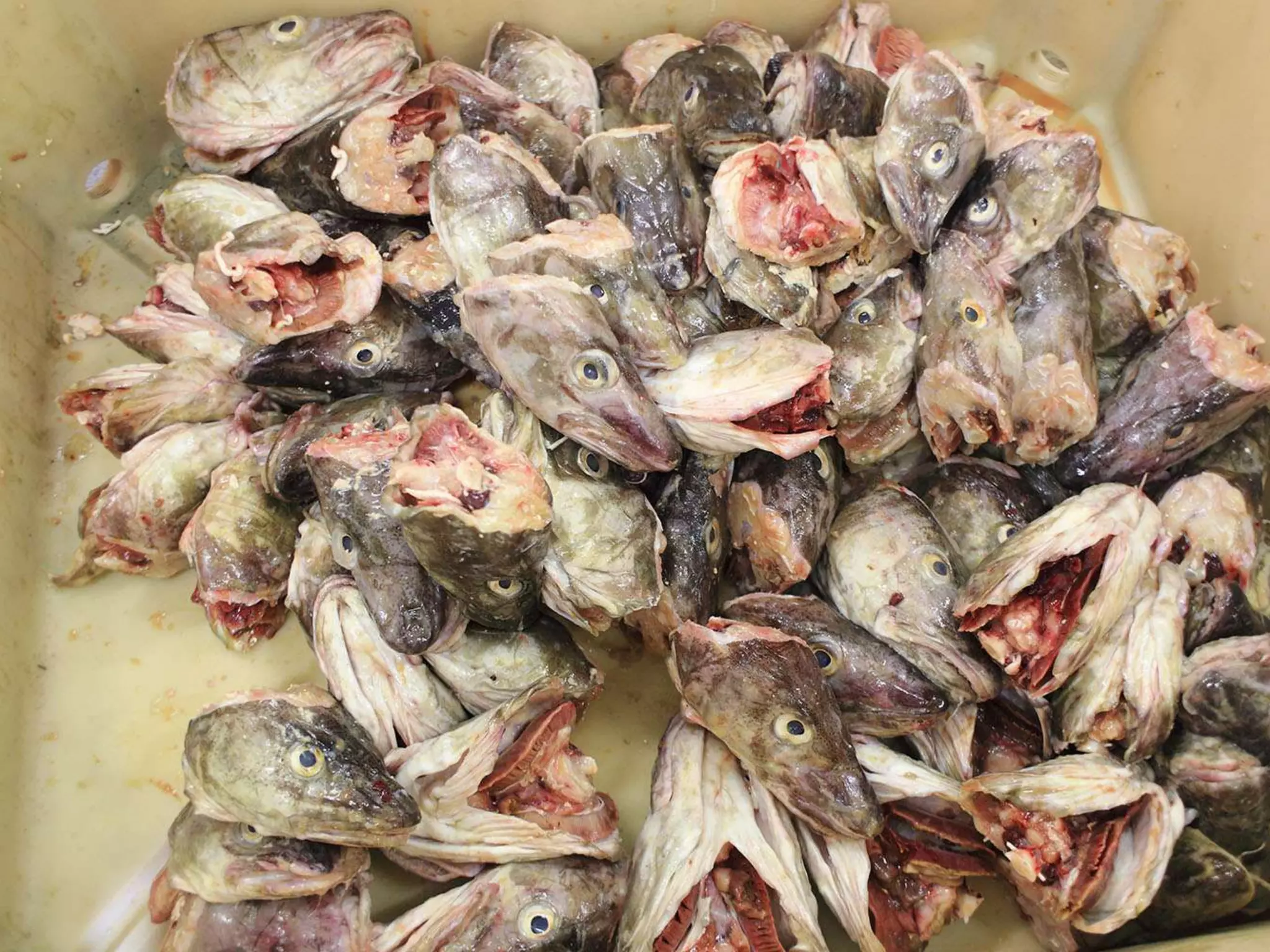 Constructing and revising a web development textbook