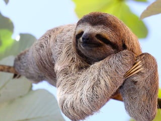 Constructing and revising a web development textbook