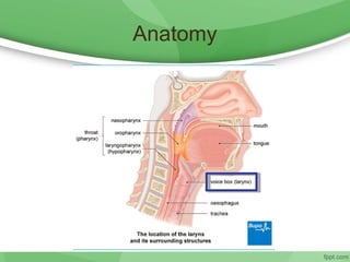 Anatomy
 