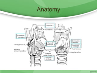 Anatomy
 