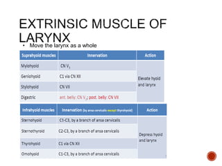 • Move the larynx as a whole
 