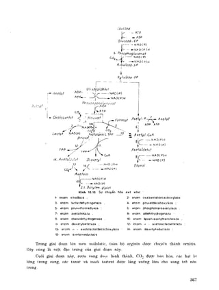 Hóa sinh công nghiệp
