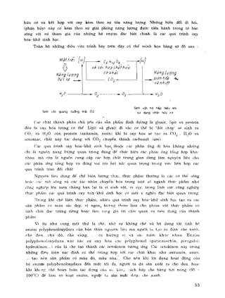 Hóa sinh công nghiệp