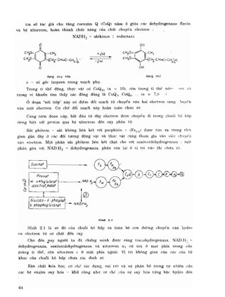 Hóa sinh công nghiệp